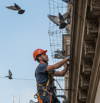 Allontanamento Volatili Milano