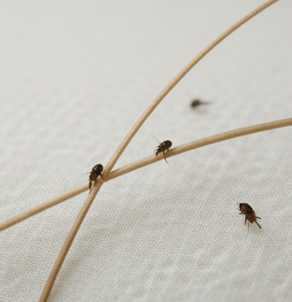 Disinfestazione Pidocchi Milano